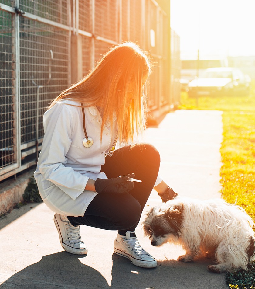 PETS